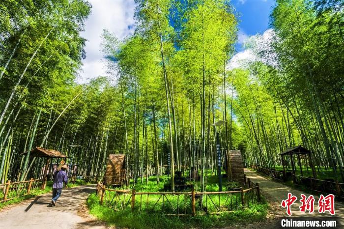 資料圖：綢嶺村的蒼翠竹園?！¤蠘s縣東源鄉(xiāng) 供圖 攝