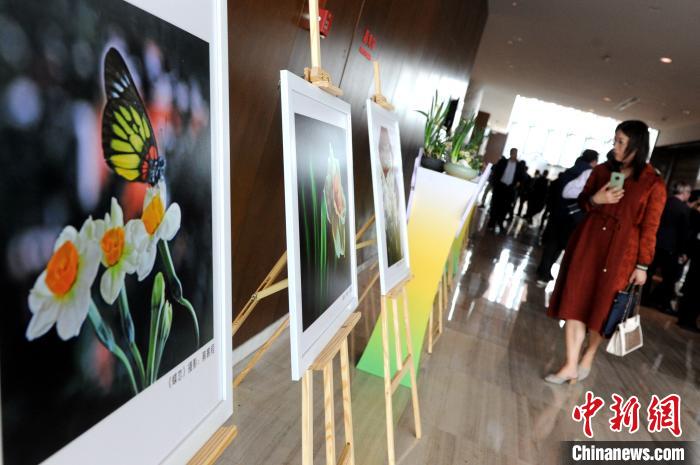 期間，主辦方還舉辦水仙花攝影作品展示?！埥鸫?攝