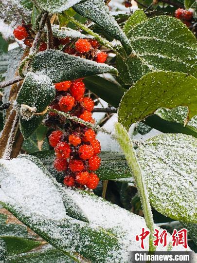 三明市泰寧縣雪景?！〗愊?攝