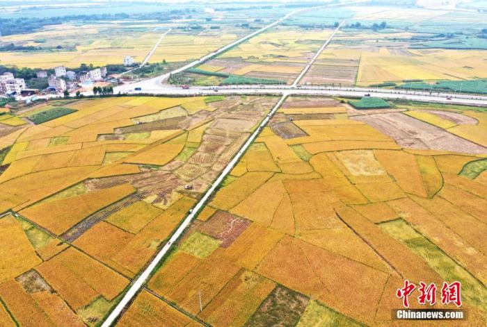 資料圖：鄉(xiāng)間農(nóng)田。 周貽剛 攝