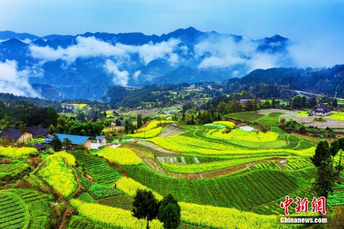 湖北巴東千畝油菜花綻放 梯田花海風景如畫
