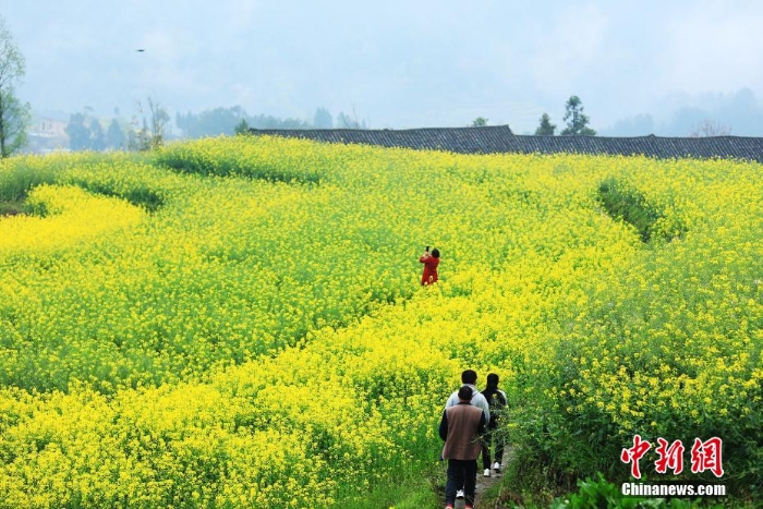 湖北巴東千畝油菜花綻放 梯田花海風景如畫