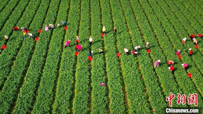 資料圖為2019年8月18日，原州區(qū)冷涼蔬菜基地內(nèi)，工人們正在采摘蔬菜。　原州區(qū)委宣傳部供圖 攝