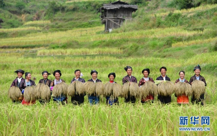 在廣西融水苗族自治縣良寨鄉(xiāng)大里村，村民們?cè)谡故緞倓偸崭畹拿撠毺厣a(chǎn)品——紫黑香糯（2018年10月12日攝）。.jpg