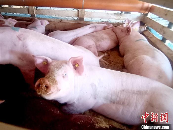 資料圖：2021年4月末，吉林省從丹麥引進(jìn)1500頭種豬?！￠L(zhǎng)春海關(guān)供圖