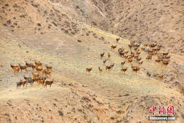 難得一見！祁連山下野生動(dòng)物“組團(tuán)”出道擺造型