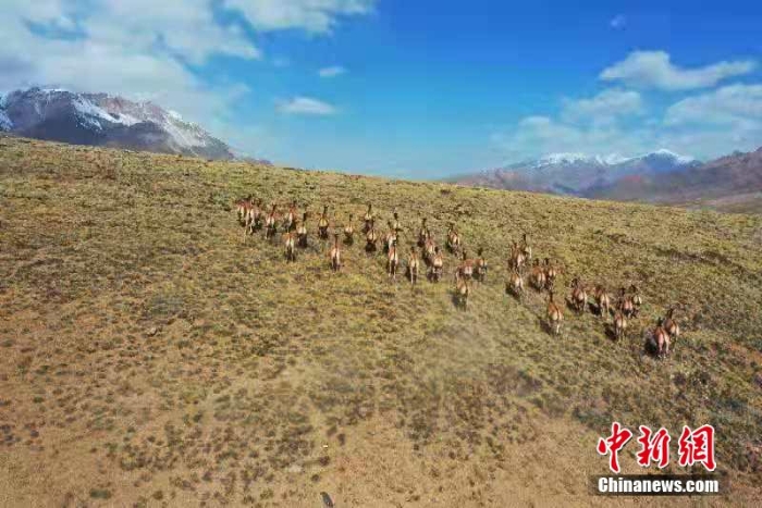 難得一見！祁連山下野生動(dòng)物“組團(tuán)”出道擺造型