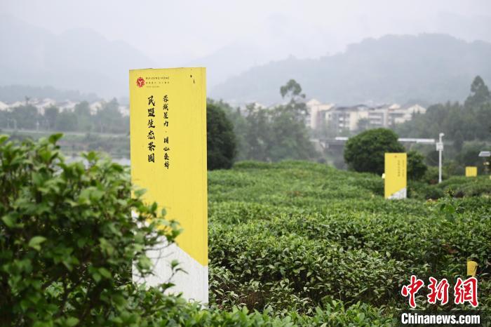 6月25日，四川成都邛崍夾關(guān)鎮(zhèn)茶園里樹(shù)立著各民主黨派生態(tài)茶園的牌子?！埮d龍 攝
