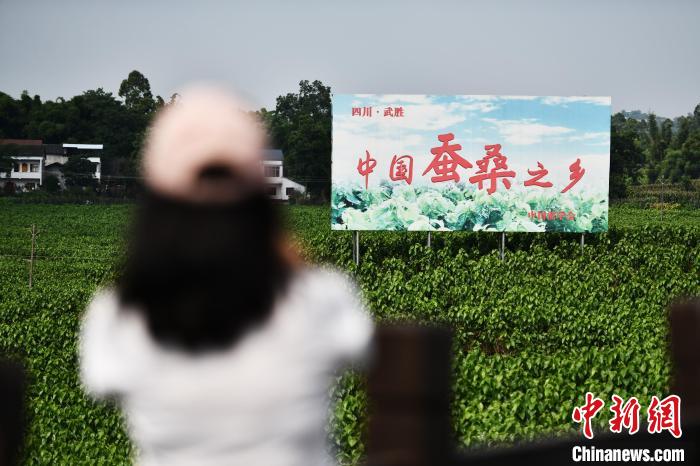 6月23日，媒體記者在四川武勝縣蠶?，F(xiàn)代農(nóng)業(yè)園區(qū)參觀。　張興龍 攝