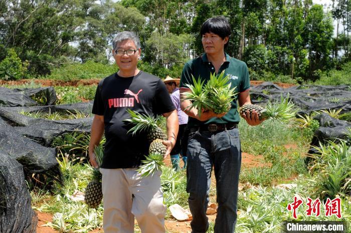 鳳梨農(nóng)場喜迎豐收季，曾熒煊喜形于色。　張金川 攝