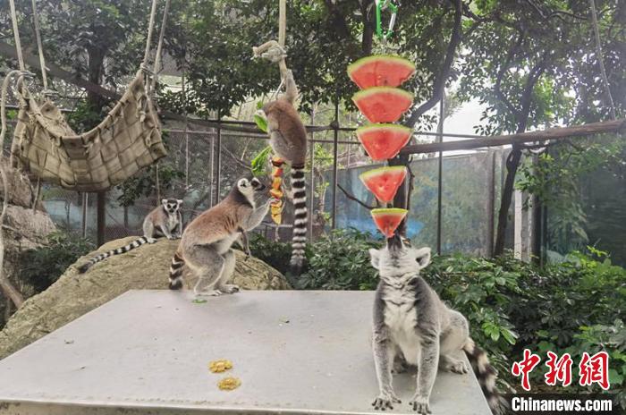 成都動(dòng)物園為動(dòng)物花式避暑?！〕啥紕?dòng)物園供圖