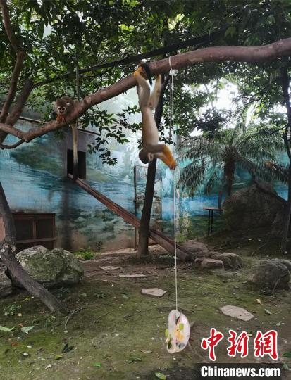 松鼠猴取食“果冰”?！〕啥紕?dòng)物園供圖