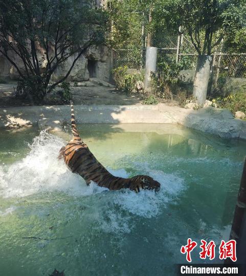 大老虎戲水?！〕啥紕?dòng)物園供圖