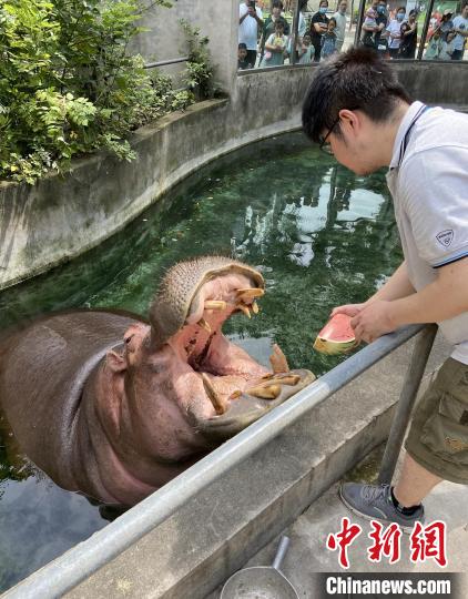 大河馬張開(kāi)大口品嘗西瓜。　成都動(dòng)物園供圖