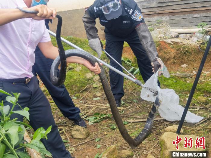 圖為民警對眼鏡王蛇進行處置。　德宏邊境管理支隊供圖