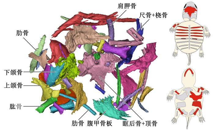 胚胎骨骼的復(fù)原與重建，左圖為3D重建圖，右圖紅色部分為識(shí)別出的龜胚胎骨骼。　研究團(tuán)隊(duì) 供圖
