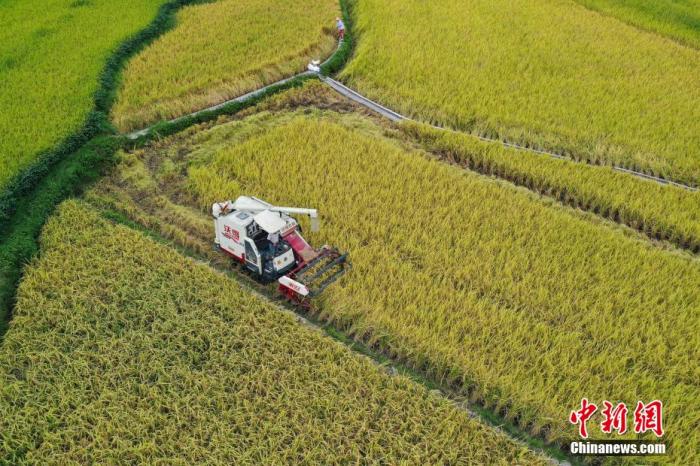 資料圖：收割機(jī)收割成熟水稻。 瞿宏倫 攝