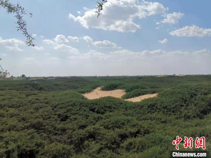 資料圖，圖為毛烏素沙地中的“綠色衛(wèi)士”沙地柏。　烏婭娜 攝