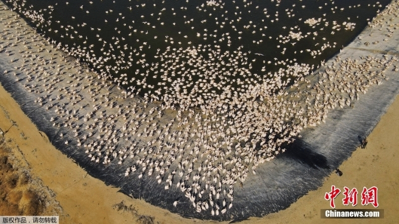 白鵜鶘蜂擁以色列水庫過冬 養(yǎng)魚戶為此頭疼不已