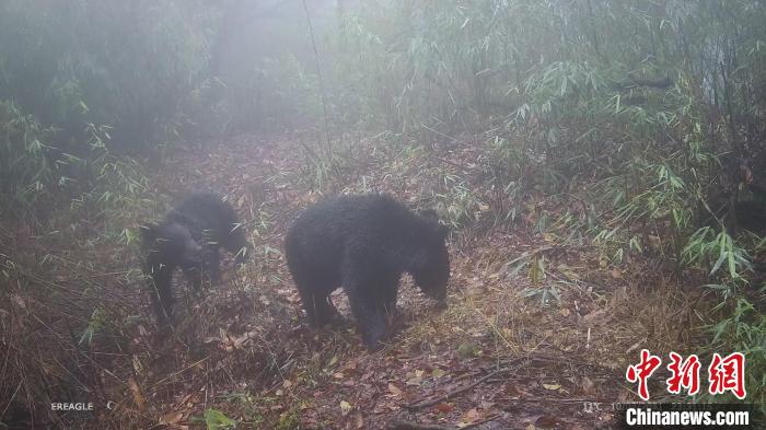 兩只黑熊在鏡頭前嬉戲打鬧。　大熊貓國家公園大邑管護(hù)總站供圖