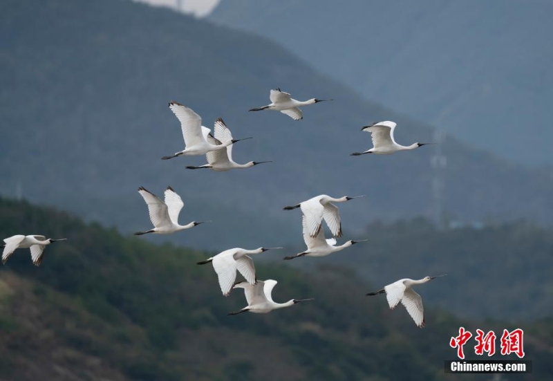 浙江象山迎來今冬首批“黑面舞者” 系世界級(jí)瀕危物種