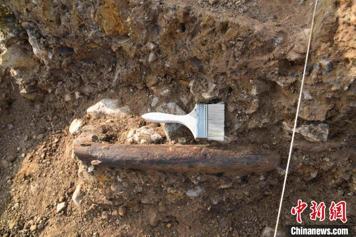 跋山遺址內(nèi)發(fā)掘出距今9.9萬年的象牙鏟?！±铑?攝