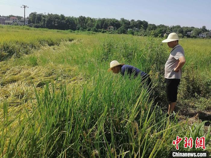 桃江縣中華保險公司聘請的農(nóng)業(yè)技術(shù)專家在田間查勘災情。　夏阜欣 攝