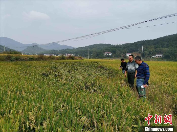 農(nóng)業(yè)技術(shù)專家在田間查勘災情?！∠母沸?攝