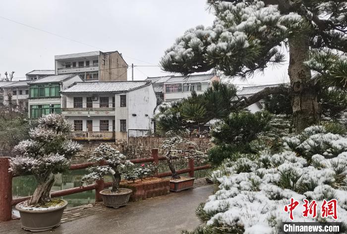 圖為：寧波奉化溪口鎮(zhèn)三十六灣村綠植上堆起雪花。　袁建成(通訊員) 攝