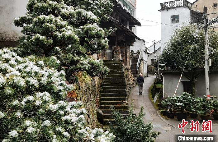 圖為：寧波奉化溪口鎮(zhèn)三十六灣村綠植上堆起雪花?！≡ǔ?通訊員) 攝