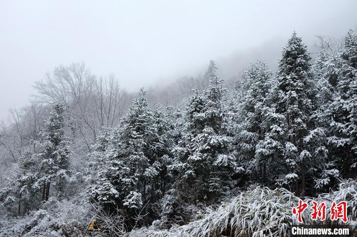 圖為：浙江金華北山迎來(lái)降雪?！堎?通訊員) 攝
