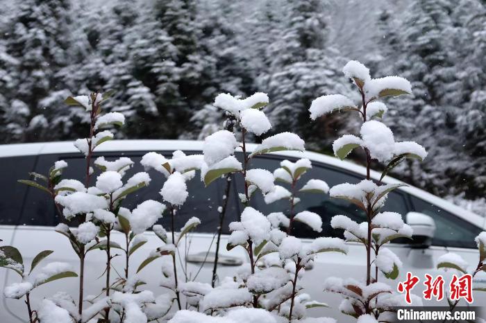 圖為：浙江金華北山的綠植樹葉上堆起皚皚白雪?！堎?通訊員) 攝