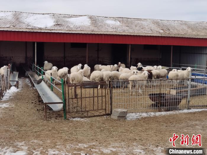 圖為王軍飼養(yǎng)的羊。　李愛平 攝