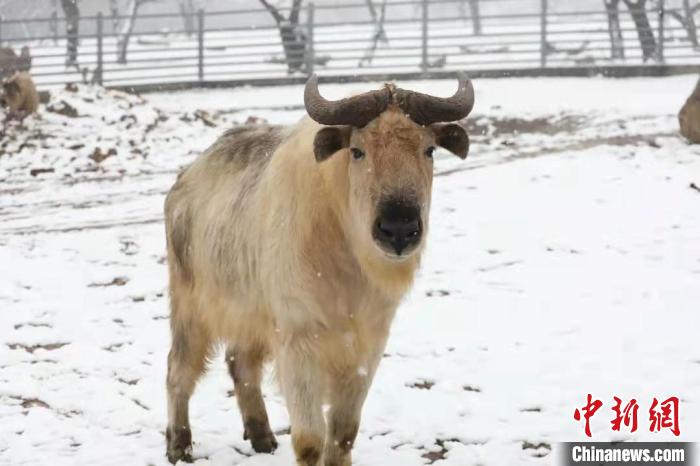 圖為羚牛在雪中“散步”?！∥靼睬貛X野生動物園供圖