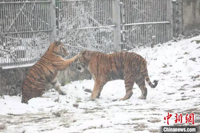 圖為東北虎在雪中嬉戲?！∥靼睬貛X野生動物園供圖