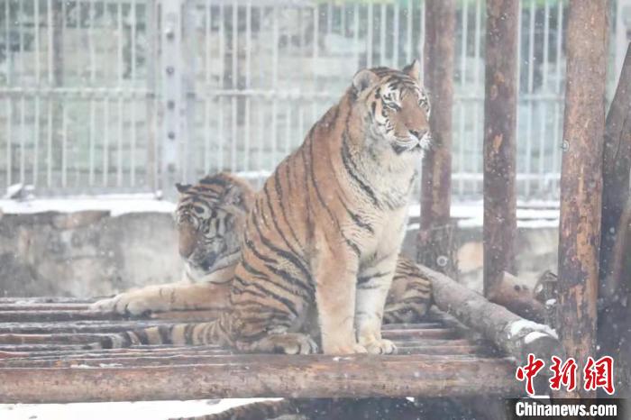 圖為東北虎在雪中嬉戲?！∥靼睬貛X野生動物園供圖