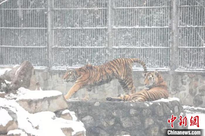 圖為東北虎在雪中嬉戲。　西安秦嶺野生動物園供圖