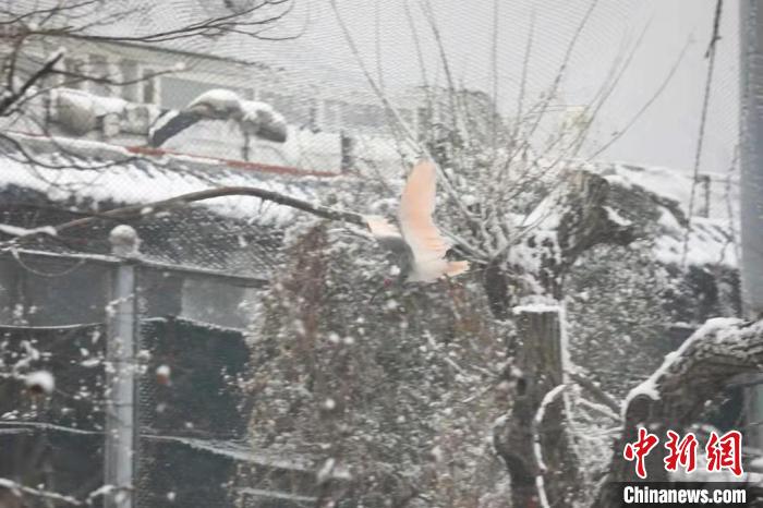 圖為朱鹮在雪中飛翔?！∥靼睬貛X野生動物園供圖