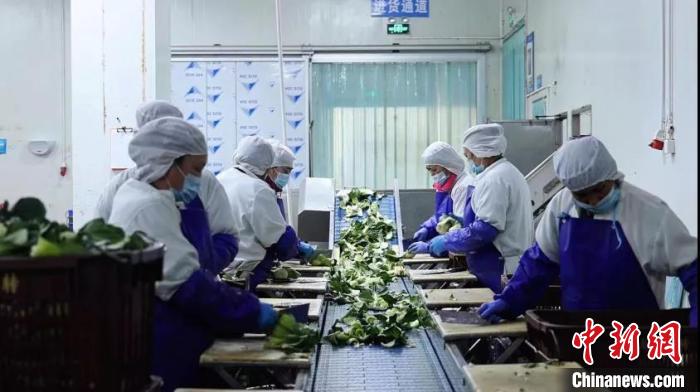 圖為企業(yè)員工進(jìn)行供港蔬菜整理。　深圳市工商聯(lián) 供圖