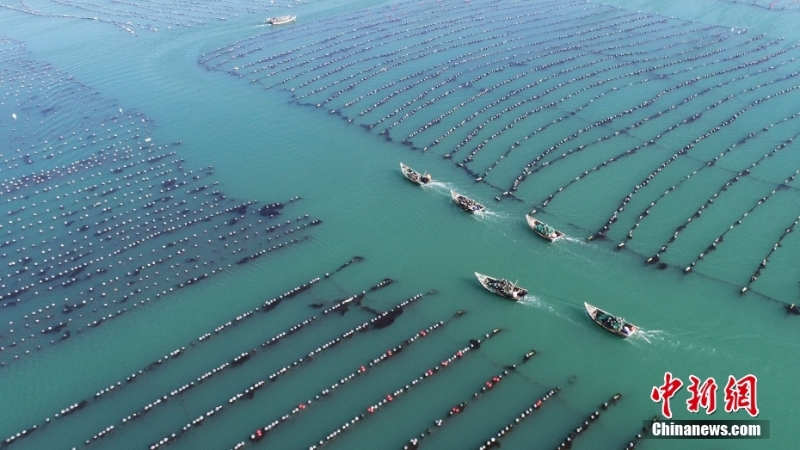 山東榮成：海上牧場春耕忙