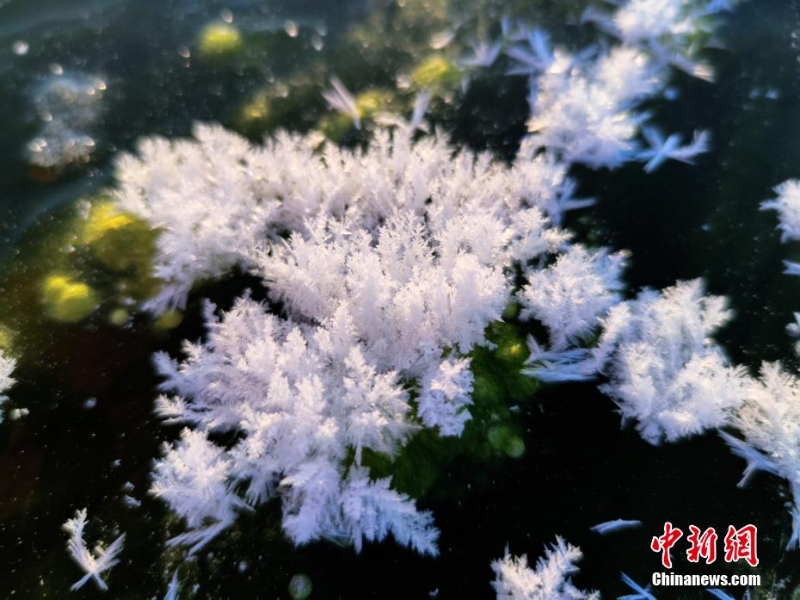 “中國(guó)冷極”河面上開出朵朵“冰蓮花”