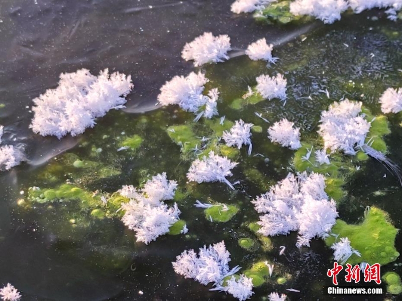 “中國(guó)冷極”河面上開出朵朵“冰蓮花”