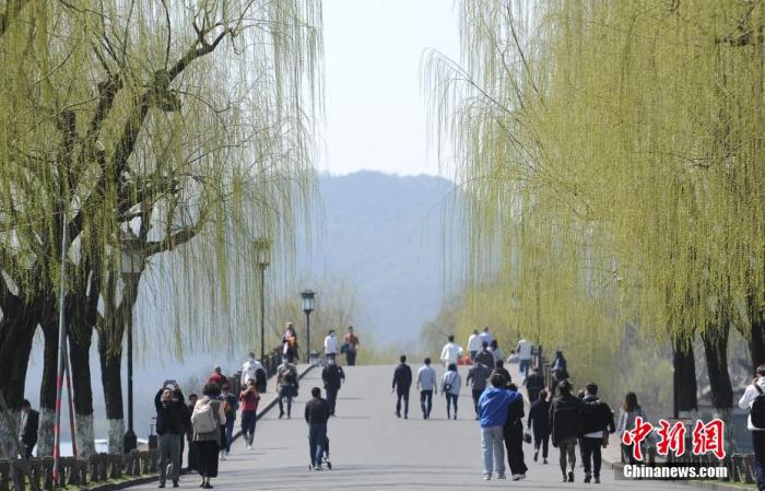 圖為西湖白堤柳枝呈現(xiàn)嫩綠色。 王剛 攝

