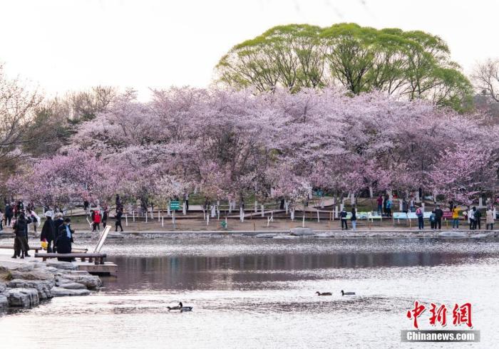 資料圖：北京玉淵潭公園春和景明，吸引游人流連花海。 <a target='_blank' href='/'>中新社</a>記者 侯宇 攝
