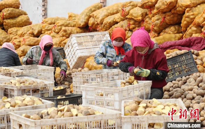 村民正在馬鈴薯種植基地內(nèi)忙碌?！∮诰?攝