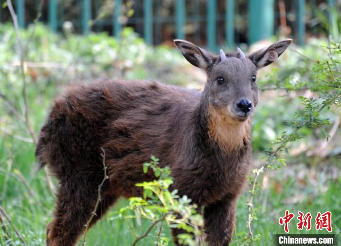 生活在劉公島上的臺(tái)灣長鬃山羊。(資料圖) 劉公島森林公園供圖
