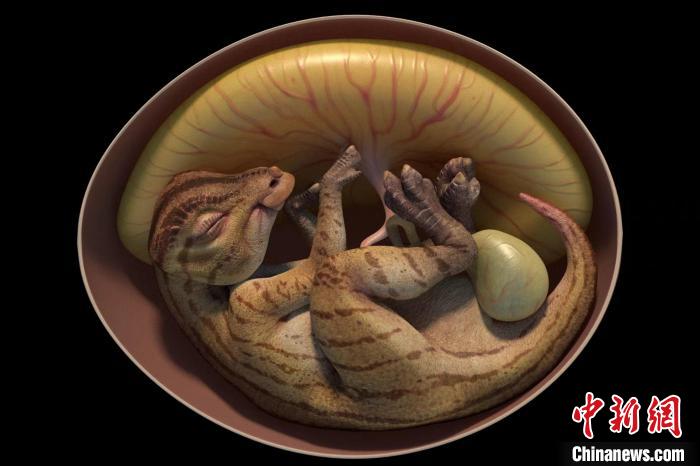 鴨嘴龍胚胎化石3D復原圖?！∮⒘际淖匀粴v史博物館供圖