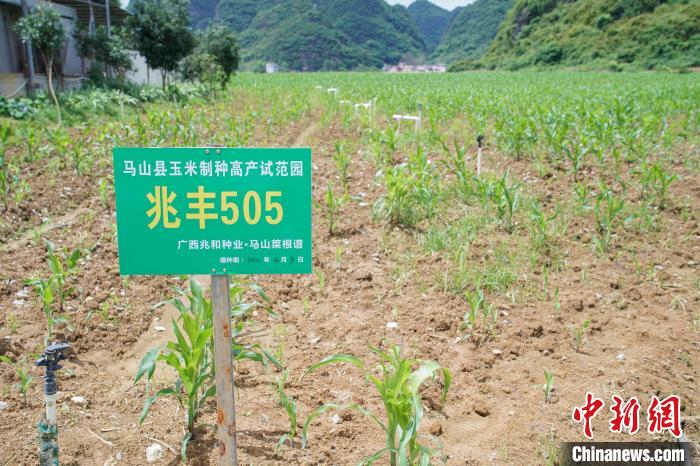 圖為馬山縣永州鎮(zhèn)勝利村菜根譜農(nóng)業(yè)科技開發(fā)有限公司的一處玉米制種高產(chǎn)示范園?！￡惞谘?攝