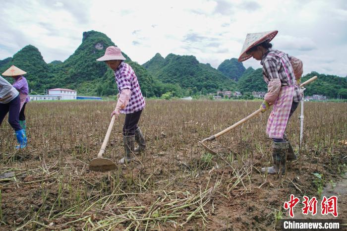 圖為馬山縣永州鎮(zhèn)勝利村村民正在犁地?！￡惞谘?攝