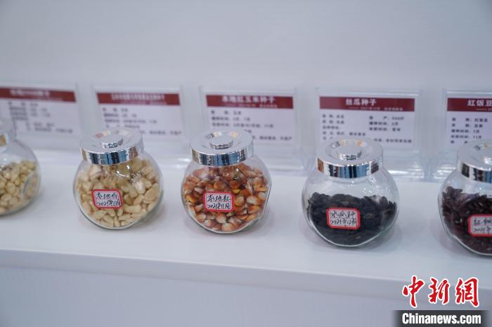 圖為馬山現(xiàn)代種業(yè)科技創(chuàng)新中心展館內(nèi)展出的幾款農(nóng)作物種子。　陳冠言 攝
